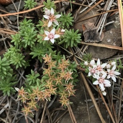Sedum stelliforme