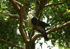 Columba leucomela
