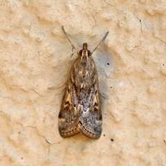 Loxostege allectalis