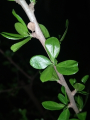 Ehretia rigida