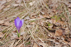 Crocus