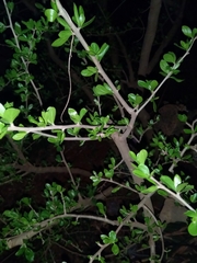 Ehretia rigida