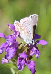 Polyommatus coridon