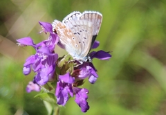 Polyommatus coridon