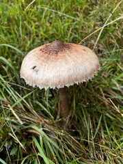 Macrolepiota mastoidea