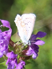 Polyommatus coridon