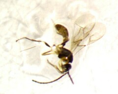 Aphidiinae