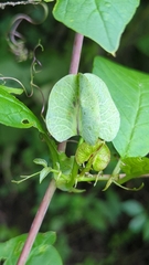 Cobaea scandens