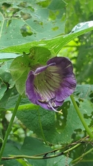 Cobaea scandens