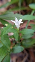 Spigelia texana