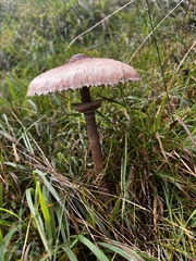 Macrolepiota mastoidea