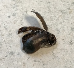 Monocesta coryli