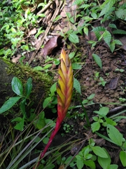 Tillandsia tricolor