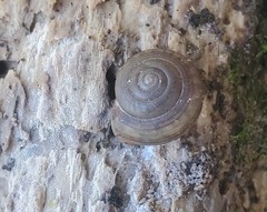 Webbhelix multilineata