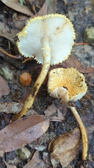 Echinoderma