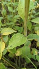 Verbesina helianthoides