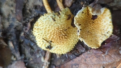 Echinoderma