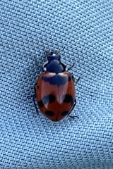 Hippodamia glacialis