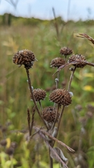 Verbesina helianthoides