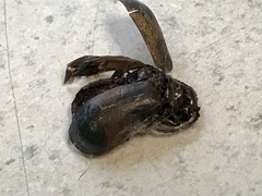 Monocesta coryli