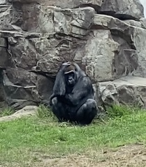 Gorilla