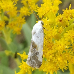 Ponometia candefacta