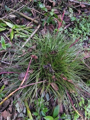 Tillandsia tricolor