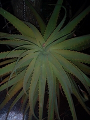 Aloe arborescens