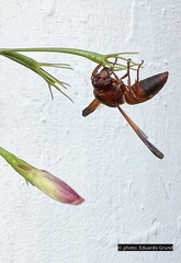 Rhynchium oculatum