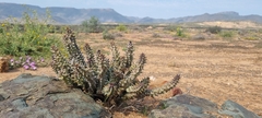 Quaqua mammillaris