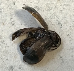 Monocesta coryli