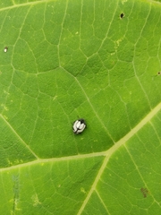 Epilachna nigrocincta