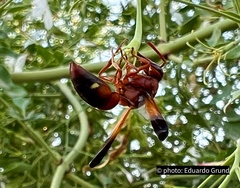 Rhynchium oculatum