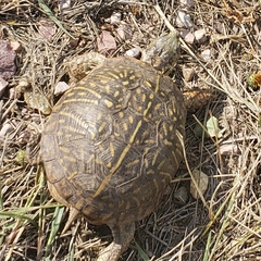 Terrapene ornata