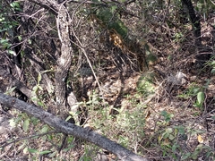 Crotalus molossus nigrescens