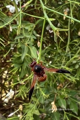 Rhynchium oculatum
