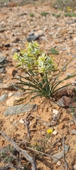 Albuca semipedalis