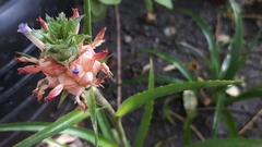 Ananas comosus microstachys