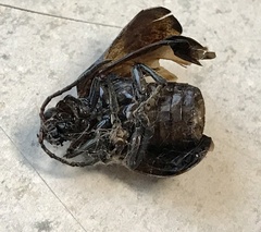 Monocesta coryli