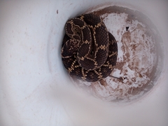 Crotalus molossus nigrescens