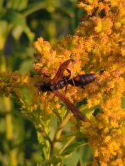 Polistes