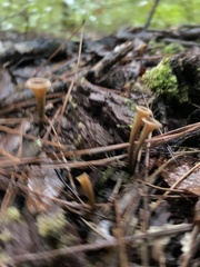 Craterellus fallax