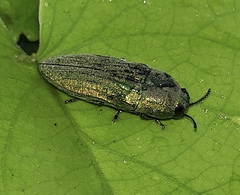 Agaeocera scintillans