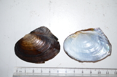 Lasmigona complanata