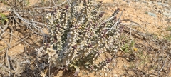 Quaqua mammillaris
