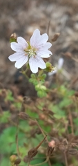 Geranium pyrenaicum