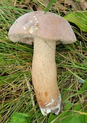 Tylopilus indecisus