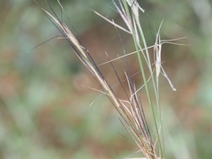 Aristida