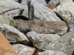 Dissosteira carolina