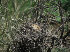 Phacellodomus striaticollis